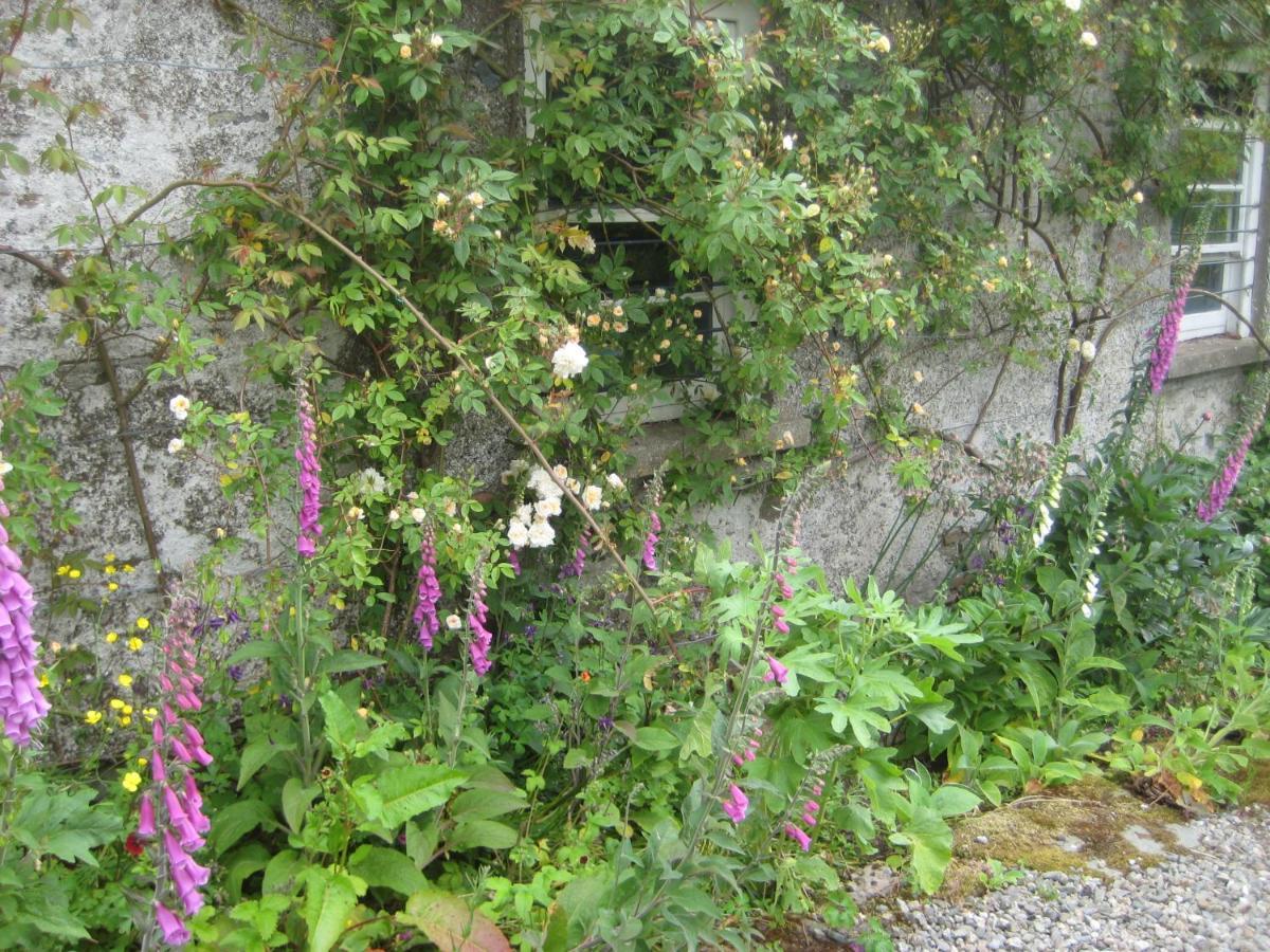 Ballydugan Country House 唐帕特里克 外观 照片